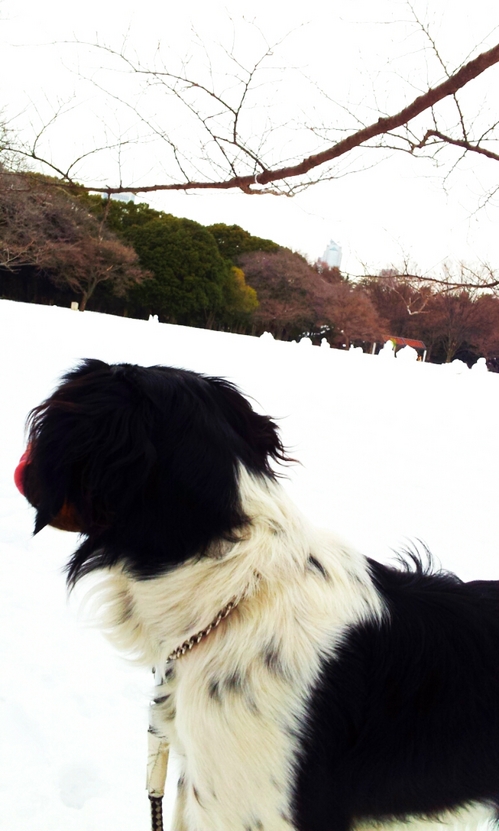 2013-01-16 雪だるま1.jpg